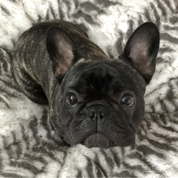 Meet your Posher, Fifi - Picture 1 of 1